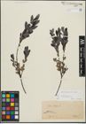 Foto von Salix repens subsp. incubacea (L.) A. Neumann